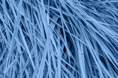 Bir çiy damlası kadar çimen. Yılın Rengi: 2020 Klasik Mavi