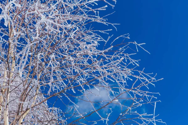 I rami di albero di ricerca coprono di ghiaccio. Bellissimo paesaggio invernale . — Foto Stock