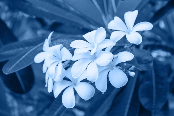 Plumeria bloem met regendruppels. Kleur van het jaar 2020 Classic Blauw — Stockfoto