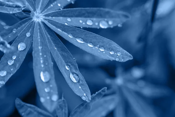 Flower plant with drops of a dew on the leaves. Color of the year 2020 Classic Blue — Stock Photo, Image