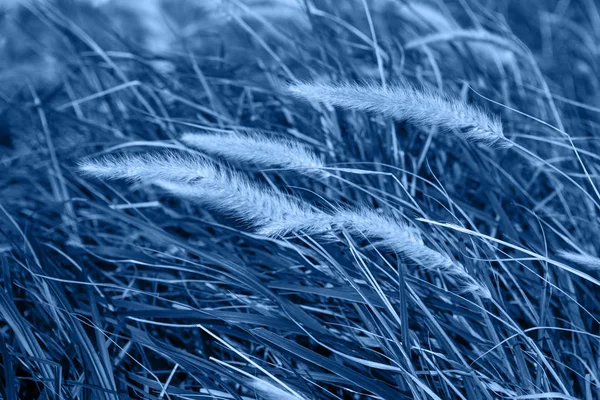 Снятая трава. Рид. Цвет года 2020 Classic Blue — стоковое фото
