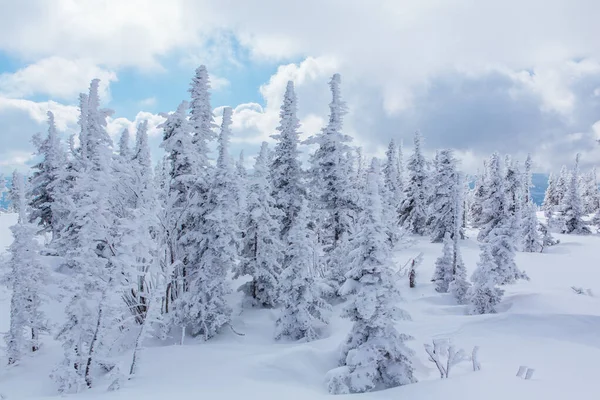 Bela paisagem de inverno com árvores cobertas de neve e céu nublado . — Fotografia de Stock