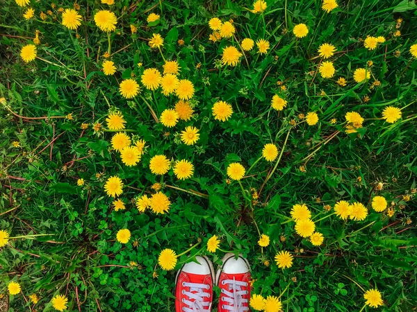 Женские ноги в красных кроссовках стоят на траве с растущими одуванчиками — стоковое фото