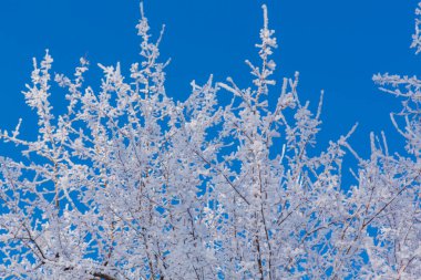 Buzla kaplı ağaç dalları. Güzel kış manzarası.