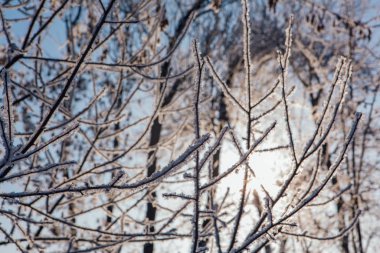 Buzla kaplı ağaç dalları. Güzel kış manzarası.
