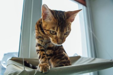 Sevimli küçük Bengal kedisi Kediciğin penceresinde oturuyor.