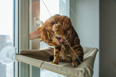 Sevimli küçük Bengal kedisi kediciğin penceresinde yatıp kendini yalıyor..