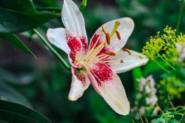 Bahçedeki büyük güzel beyaz zambak.