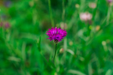 Bir yaz alanında çiçeklenme mor peygamberçiçekleriyle.