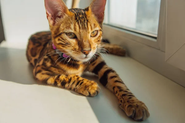 Lindo gatito de bengala tendido junto a la ventana en casa — Foto de Stock