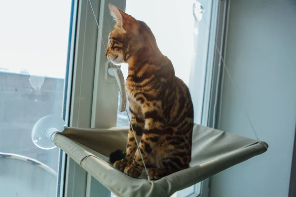 Niedliche kleine bengal kitty cat sitzt auf der Katze Fenster Bett beobachten auf der Straße. — Stockfoto