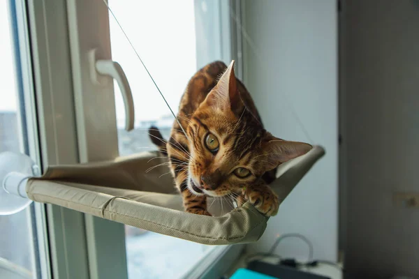 Cute little bengal kitty cat sitting on the cat\'s window bed and biting the strap.
