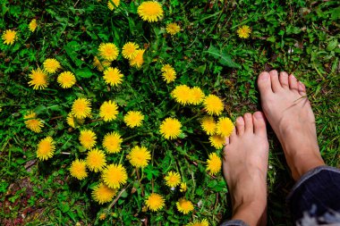 Sarı karahindiba ile çimlerin üzerinde çıplak kadın ayakları