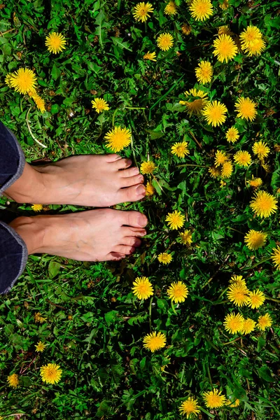 Голые женские ноги на траве с желтыми одуванчиками — стоковое фото