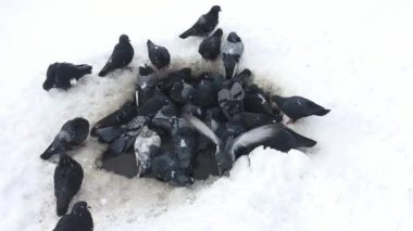 Pigeons bathe in a puddle with cold water