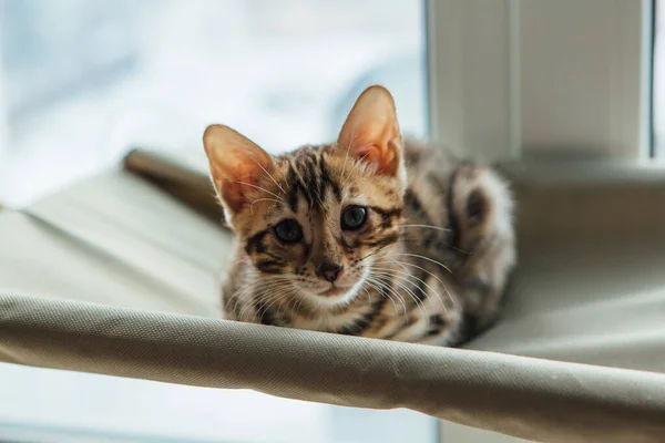 Schattig klein bengaalse poesje liggend op het kattenvensterbed kijkend op de kamer. — Stockfoto