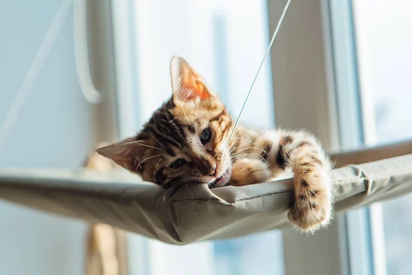Aranyos kis bengáli cica hever a macska ablakán és nézi a szobát.. — Stock Fotó