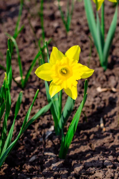 Żółty Narcyz w ogrodzie w słoneczny dzień — Zdjęcie stockowe