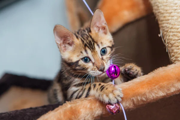 Klein schattig bengal kitten is spelen met een speelgoed. — Stockfoto