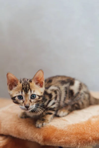 Édes kis bengáli cica ül egy puha macska polcán. — Stock Fotó
