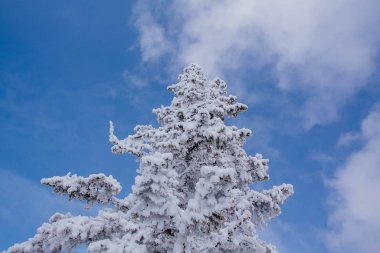 Beyaz kar ve buz kaplı çam ağacı dalları.