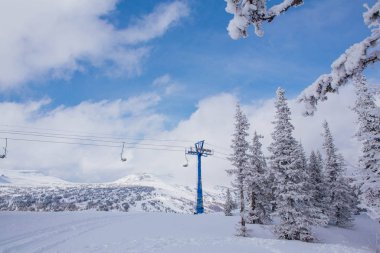 Beyaz kar ve buz kaplı çam ağacı dalları.
