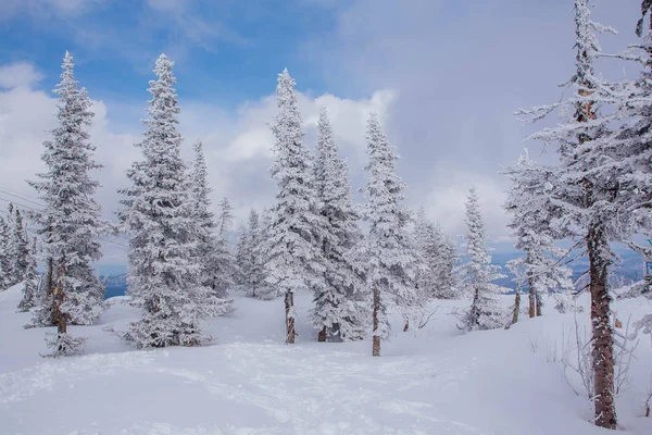 Bela paisagem de inverno com árvores cobertas de neve e céu azul . — Fotografia de Stock