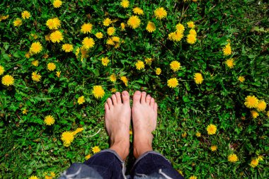 Sarı karahindiba ile çimlerin üzerinde çıplak kadın ayakları