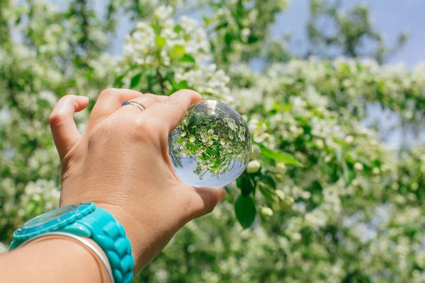 白い花が咲くリンゴの木を反射して手にクリスタルレンズボール — ストック写真