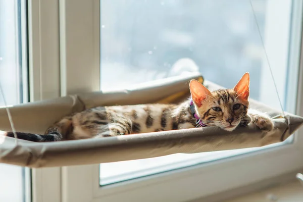 Cute little bengal kitty cat laying on the cat\'s window bed watching on the room. Sunny seat for cat on the window.