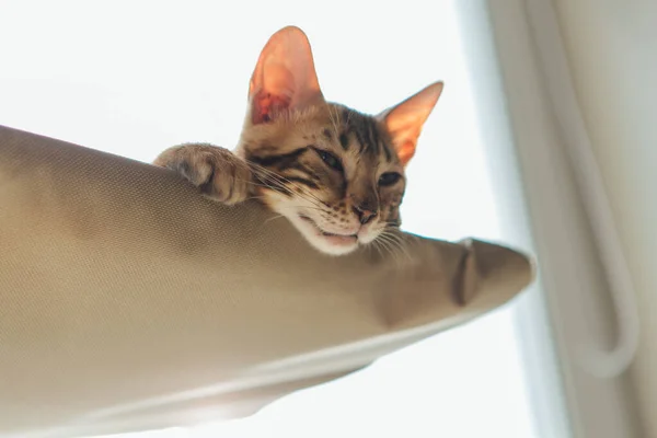 Cute Little Bengal Kitty Cat Laying Cat Window Bed Watching — Stock Photo, Image