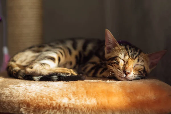 Pequeño Gatito Lindo Bengala Durmiendo Estante Gato Suave Casa Gato — Foto de Stock