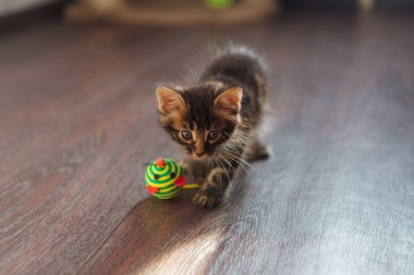 Şirin, meraklı kömür kömürü kedicik evde yerde oyuncaklarla oynuyor.