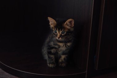 Şirin, meraklı kömür bengal kedisi evde yerde oturuyor.