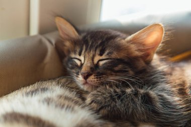 Tatlı kömür bengal kedisi kedi, kedi penceresinin yatağında yatar ve yaşlı altın bengal kedisiyle uyur. Penceredeki kedi için güneşli koltuk.