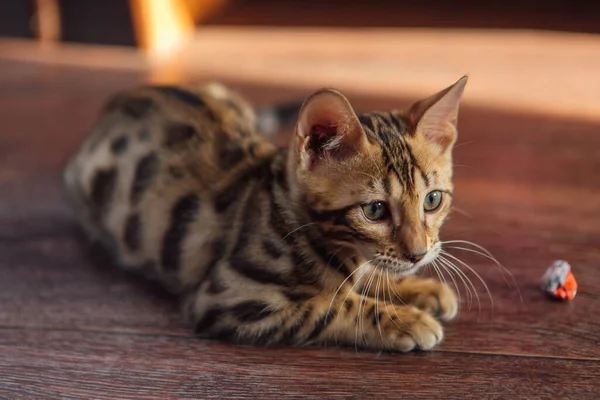 Симпатичная Симпатичная Кошка Бенгал Лежащая Полу Дома — стоковое фото