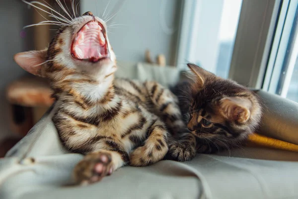 Dos Lindos Gatitos Bengala Oro Coro Color Tendido Cama Ventana —  Fotos de Stock