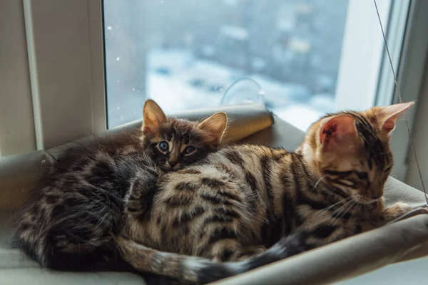 Twee Schattige Bengaalse Kittens Goud Chorocoal Kleur Liggend Het Kattenvensterbed — Stockfoto