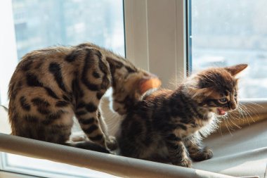 İki sevimli Bengal kedisi altın ve korokömür rengi kedi pencerede oturuyor ve dinleniyor. Penceredeki kedi için güneşli koltuk.