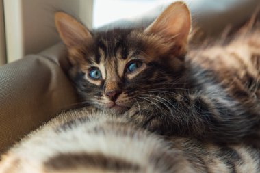Tatlı kömür kömürü kedisi kedicik. Yaşlı altın bengal kedisi odayı izlerken kedi penceresinin dibinde yatıyor. Penceredeki kedi için güneşli koltuk.