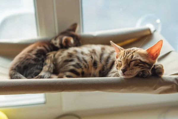 Cute little bengal kitty cat sleeping on the cat\'s window bed. Sunny seat for cat on the window.