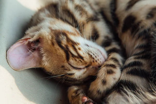 Cute Little Bengal Kitty Cat Sleeping Cat Window Bed Sunny — Stock Photo, Image