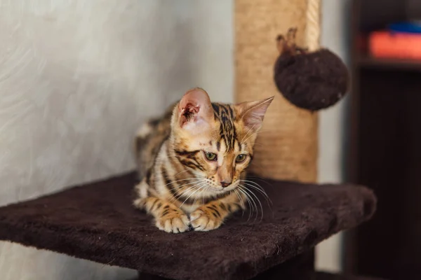 Pouco Bonito Bengala Gatinho Sentado Prateleira Gato Macio Casa Gato — Fotografia de Stock