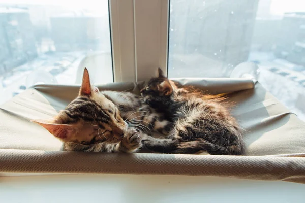 Zwei Niedliche Bengalkätzchen Gold Und Choriokohle Liegen Auf Dem Fensterbett — Stockfoto