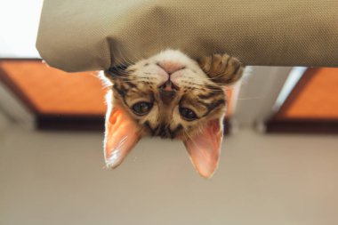 Sevimli küçük bengal kedisi kediciğin pencerenin kenarına uzanıp izliyor. Penceredeki kedi için güneşli koltuk. Boşluğu kopyala.