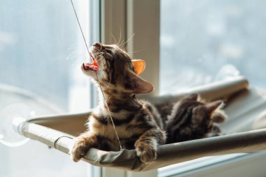 Sevimli küçük bengal kedisi kedi pencerenin kenarında uzanıp odayı izliyor ve kayışı ısırıyor. Penceredeki kedi için güneşli koltuk.