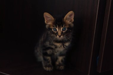 Şirin, meraklı kömür bengal kedisi evde yerde oturuyor.