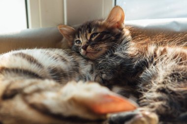 Tatlı kömür kömürü kedisi kedicik. Yaşlı altın bengal kedisi odayı izlerken kedi penceresinin dibinde yatıyor. Penceredeki kedi için güneşli koltuk.
