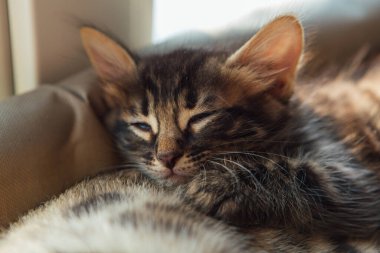 Tatlı kömür bengal kedisi kedi, kedi penceresinin yatağında yatar ve yaşlı altın bengal kedisiyle uyur. Penceredeki kedi için güneşli koltuk.