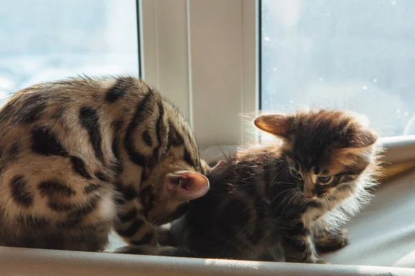 Dois Gatinhos Bengala Bonito Ouro Cor Carvão Sentados Cama Janela — Fotografia de Stock